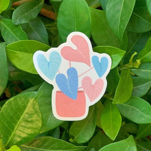 Naklejka na roślinę Pink Leaf Philodendron, Błyszcząca naklejka z konturem winylu, Naklejka na roślinę doniczkową, Naklejka na Hydroflask, Naklejka na laptopa