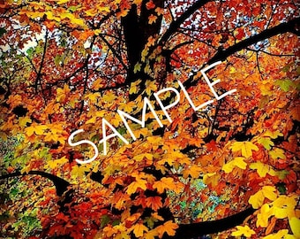 Autumn Beauty - Photo Print