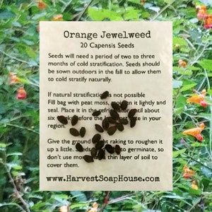 Orange Jewelweed Seeds | Impatiens capensis seeds  | Grow your own Jewelweed.