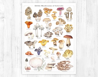 Edible Mushrooms of Colorado Giclee Print