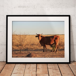 Bull in Field Outback Australië poster landschapsfotografie print als muurkunst