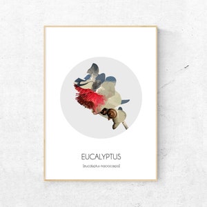 Impresión botánica de eucalipto en flor, impresión de arte de pared de eucalipto A3