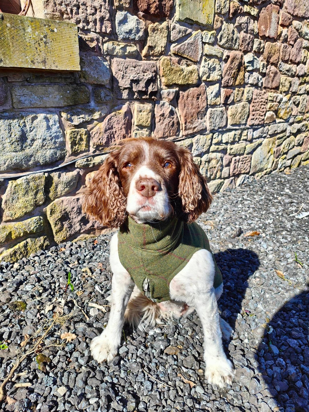 Tweed Spaniel Dog Jacket Etsy