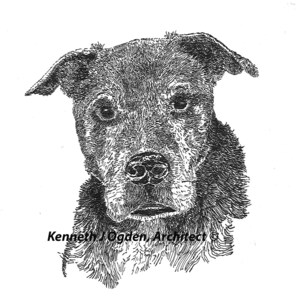 Puede incluir: Un dibujo en blanco y negro a pluma y tinta de la cabeza de un perro. El perro mira directamente al espectador con una expresión seria. La firma del artista, "Kenneth J Ogden, Architect", es visible en la esquina inferior derecha de la imagen.