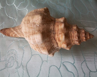 Fox head shell, decoration piece