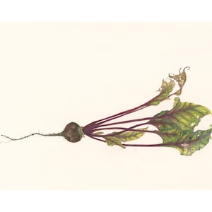 Puede incluir: Una sola remolacha con una raíz larga y delgada y un grupo de hojas verdes marchitas. La remolacha es de color rojo intenso y las hojas son de un verde pálido con manchas marrones.