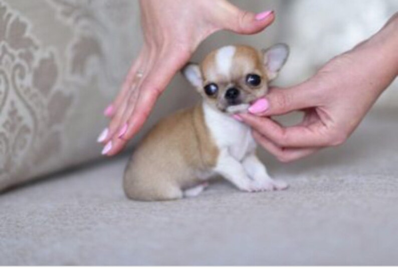 chiweenie stuffed animal