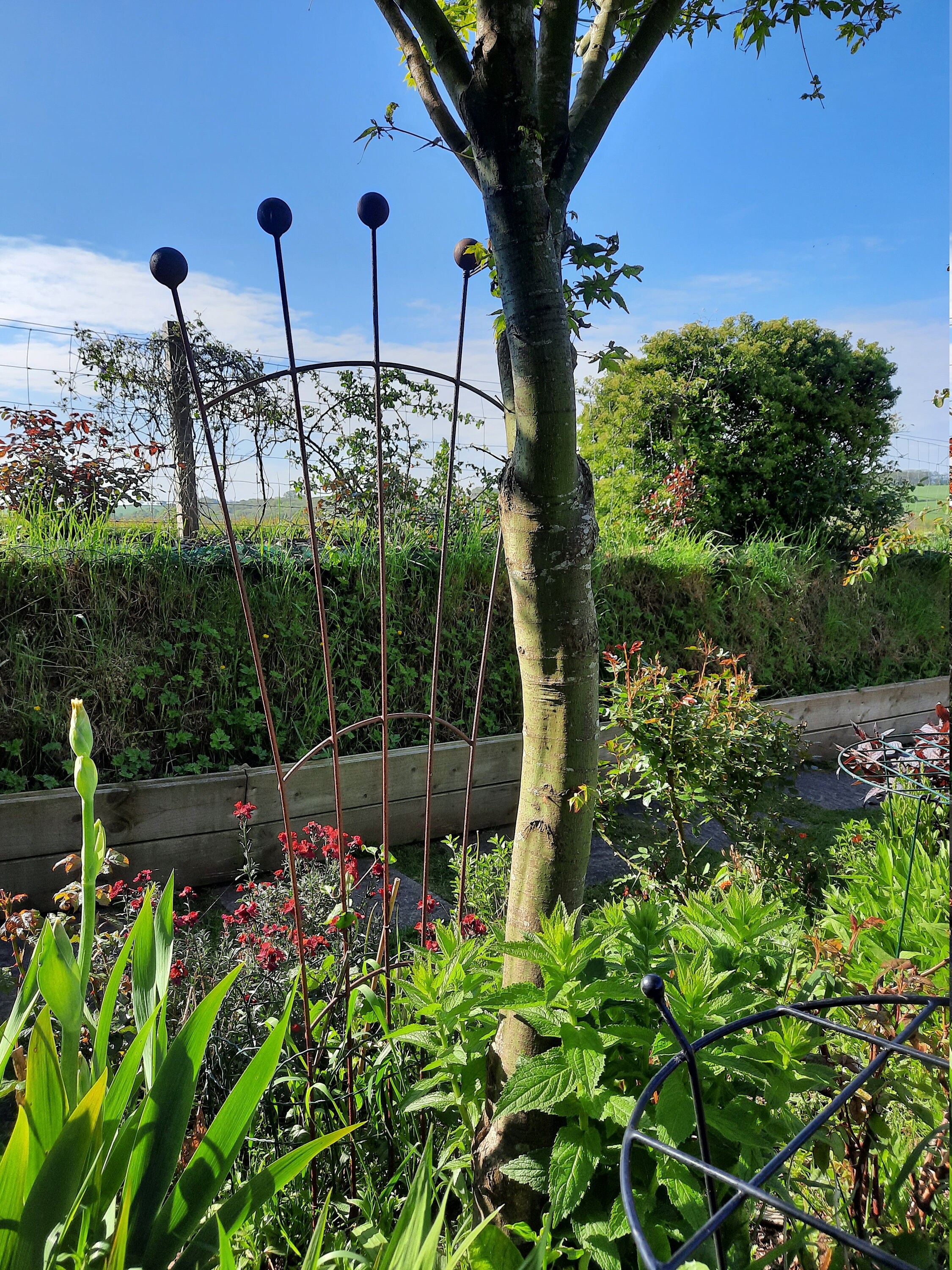 Trellis Plant Support Fan Shape Metal Trellis Garden Etsy UK