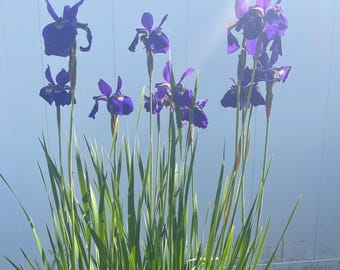 Rhizom der Purpur-Sibirischen Schwertlilie | Winterharte Staude | Winterharte Schwertlilie | Pflegeleichte Gartenpflanze