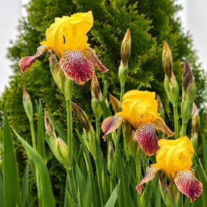 Peut inclure: Gros plan sur des fleurs d'iris jaunes avec des veines marron et blanches sur les pétales. Les fleurs sont en pleine floraison, entourées de feuilles et de bourgeons verts. L'arrière-plan est un buisson vert flou.