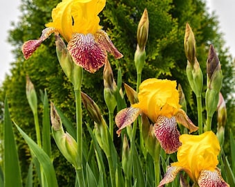 Rizoma de iris amarillo / Flor perenne resistente / Planta de jardín fácil de cultivar / Iris tolerante al frío
