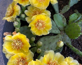 Cold Hardy Opuntia Cactus Pad Cutting . Yellow Flower Prickly Pear