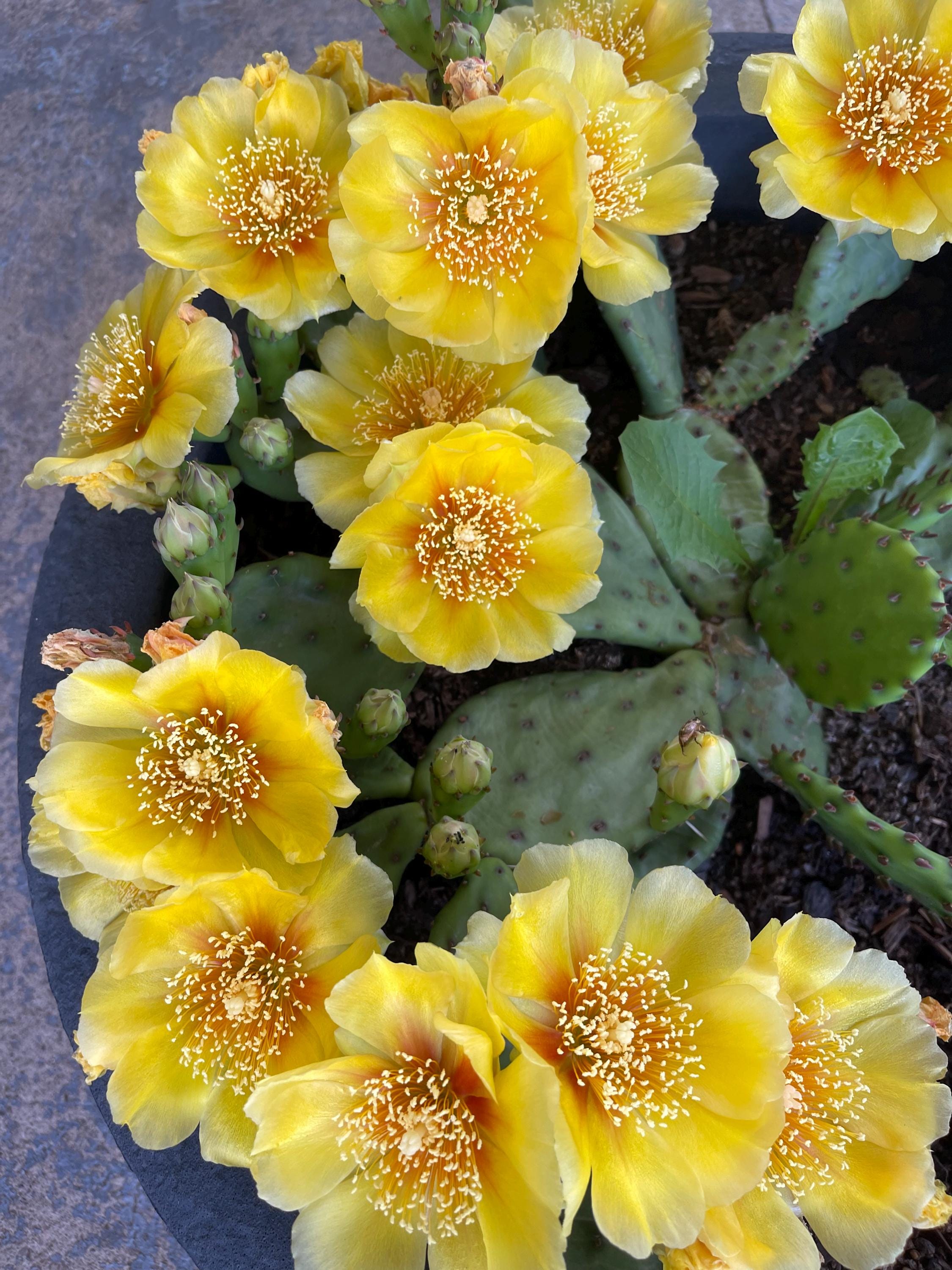 Cold Hardy Opuntia Cactus Pad Cutting . Yellow Flower Prickly Pear