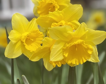 1 Yellow Daffodils & Narcissus Bulb