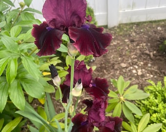 Dark Burgundy Bearded Iris Rhizome | Hardy Perennial, Wine Red Bloom