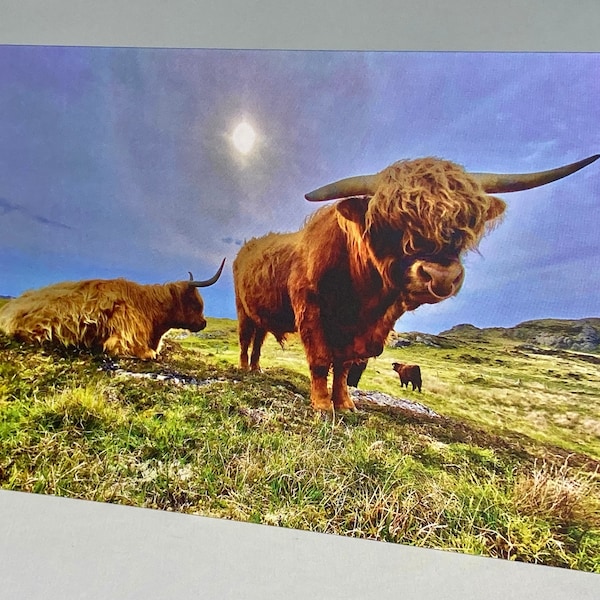 Highland bull, Iona, card with envelope
