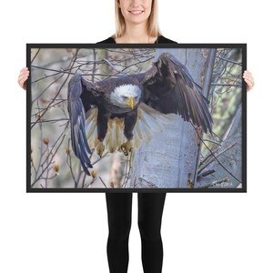 American Bald Eagle Launching Framed Photograph | American Bald Eagle Launching Framed Poster | American Bald Eagle Launching Framed Picture