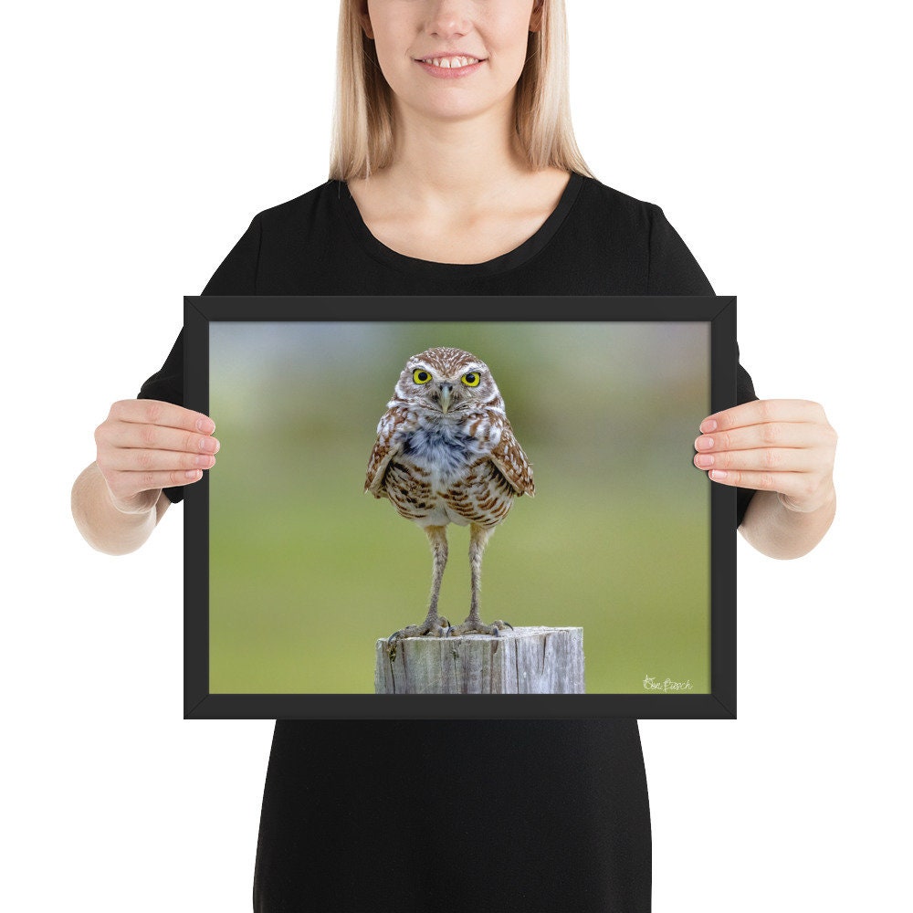 Burrowing Owl Framed Photograph Burrowing Owl Framed Poster - Etsy