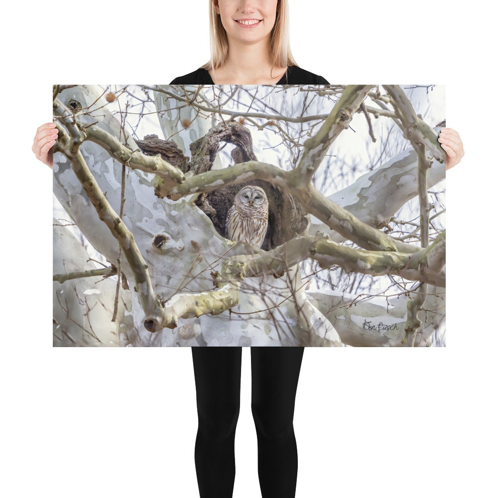 Barred Owl in the Trees Unmounted Photograph | Barred Owl in the Trees Unmounted Poster | Barred Owl
