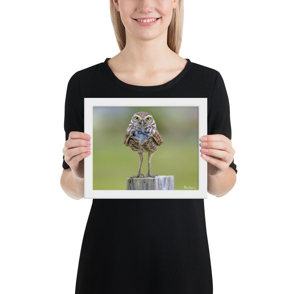 Burrowing Owl Framed Photograph Burrowing Owl Framed Poster - Etsy