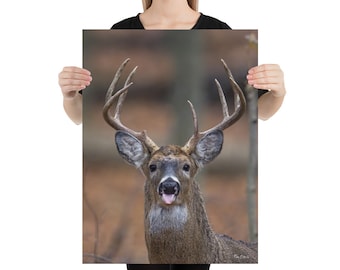 Buck Deer Unmounted Photograph | Buck Deer Unmounted Poster | Buck Deer Picture