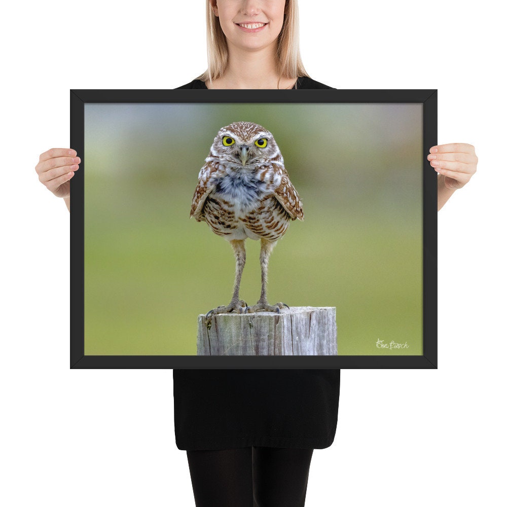 Burrowing Owl Framed Photograph Burrowing Owl Framed Poster - Etsy