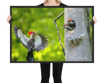 Pileated Woodpecker Framed Photograph | Pileated Woodpecker Framed Poster | Pileated Woodpecker Framed Picture
