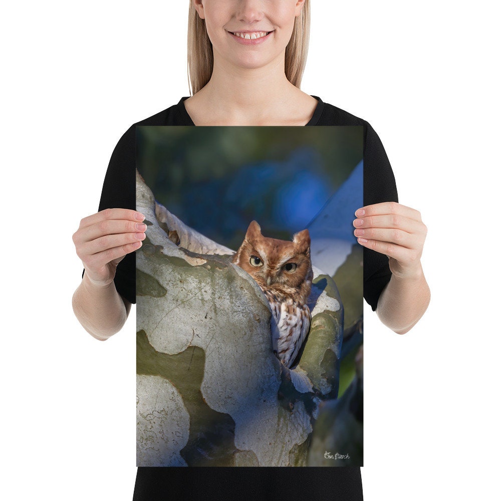 Eastern Screech Owl Unmounted Photograph | Eastern Screech Owl Unmounted Poster | Eastern Screech Ow