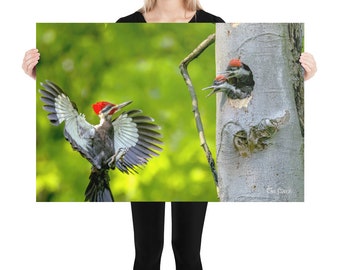 Pileated Woodpecker Unmounted Photograph | Pileated Woodpecker Unmounted Poster | Pileated Woodpecker Picture