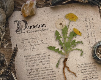 Dandelion magick, Herbarium, Grimoire herbal page, Witchcraft, Book of shadows printable, Green witch, Digital download of plants, Spell