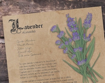 Lavender magick, Grimoire herbal page, Witchcraft, Book of shadows printable, Green witch, Herbarium, Digital download of plants, Spell