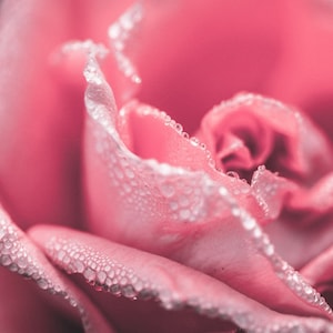 Può includere: Primo piano di una rosa rosa con goccioline d'acqua. I petali sono morbidi e delicati. L'immagine mette in risalto i dettagli intricati del fiore, con uno sfondo sfocato.