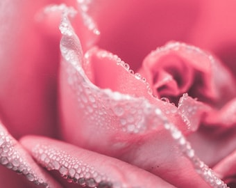 Antoinette special order. Rose interior door knobs -set of two spheres