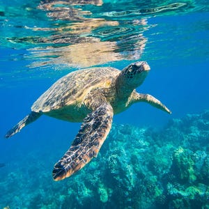 May include: A sea turtle glides through the clear blue water, its patterned flippers outstretched. The turtle's shell displays a mix of greens and browns, set against the backdrop of a vibrant coral reef. The image showcases marine life.