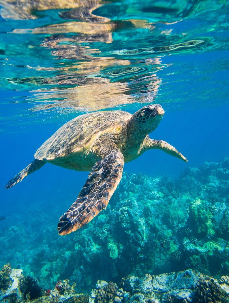 May include: A sea turtle swims gracefully underwater, its patterned flippers extended. The turtle's shell is a mix of greens and browns, contrasting with the clear blue water and the coral reef below. The image captures the beauty of marine life.