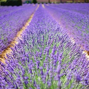 Könnte beinhalten: Ein weitläufiges Lavendelfeld in voller Blüte, mit Reihen violetter Blüten, die sich bis zum Horizont erstrecken. Das Bild fängt die Essenz eines sonnigen Tages ein, mit schmalen Feldwegen, die die Reihen trennen.