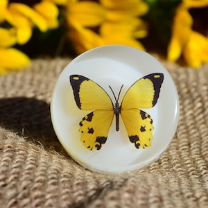 Peut inclure: Un presse-papier rond en résine blanche avec un papillon jaune aux marques noires à l'intérieur.