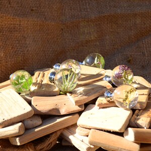 May include: A collection of clear glass knobs with preserved greenery and flowers inside, displayed on a pile of driftwood. The knobs have silver metal bases.