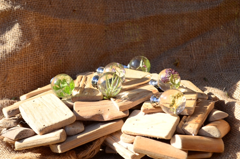 May include: A collection of clear glass knobs with preserved greenery and flowers inside, displayed on a pile of driftwood. The knobs have silver metal bases.