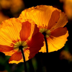 Puede incluir: Dos vibrantes amapolas naranjas se muestran a contraluz, revelando sus delicados y translúcidos pétalos. Los tallos oscuros destacan sobre un fondo oscuro y borroso, creando un contraste llamativo. La imagen captura la belleza de la naturaleza.