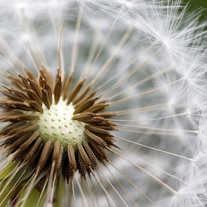 May include: Detailed image of a dandelion clock. The central part is light green with brown seed remnants. Numerous white, fluffy seeds extend outwards, giving a delicate, airy look. The background is a soft, blurred green.
