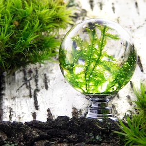 Minimalist Home Decor, Boho Decorations, Moss Drawer Pulls, Cabinet Knobs, Forest Knobs and Pulls, Cabinet Jewelry, Cabinet Handels, Moss