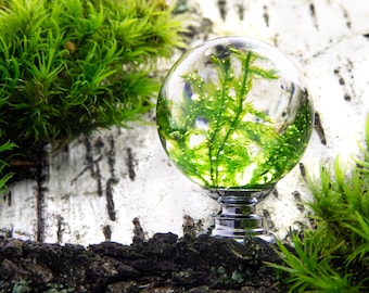 Minimalist Home Decor, Boho Decorations, Moss Drawer Pulls, Cabinet Knobs, Forest Knobs and Pulls, Cabinet Jewelry, Cabinet Handels, Moss