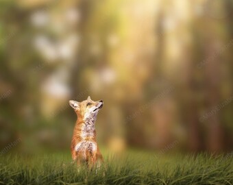7x7FT Vinyl Photo Backdrops,Fox,Spring Forest Wildlife Photo Background for Photo Booth Studio Props 7x7FT Vinyl Photo Backdrops,Fox,Spring Forest Wildlife Photo Background for Photo Booth Studio Props