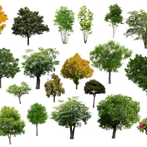 50 Tree Overlays, PNG Transparent Background, Photography Overlays image 2