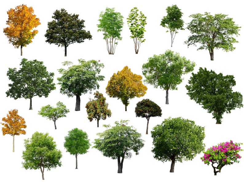 50 Tree Overlays, PNG Transparent Background, Photography Overlays image 2