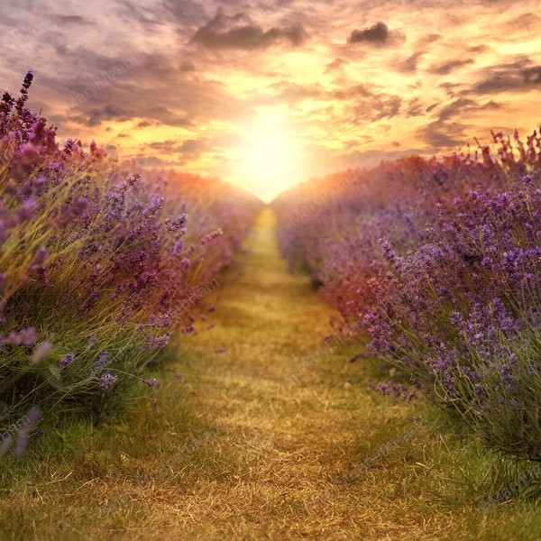 Lavender Flower Field Digital Backdrop/Background