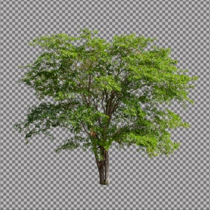 50 Tree Overlays, PNG Transparent Background, Photography Overlays image 6