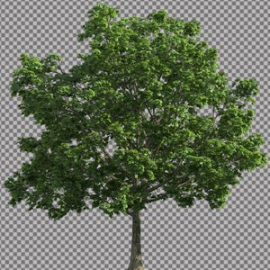 50 Tree Overlays, PNG Transparent Background, Photography Overlays image 4