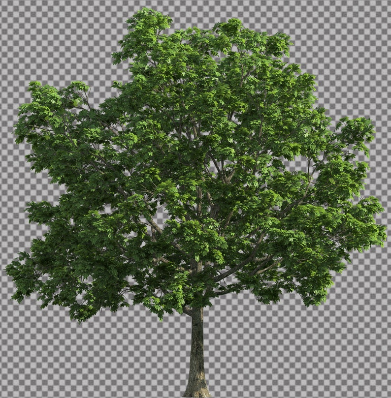 50 Tree Overlays, PNG Transparent Background, Photography Overlays image 4